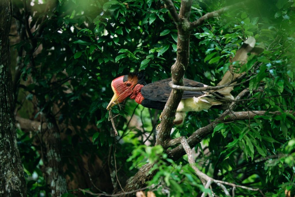 The Survival Of The Helmeted Hornbill Is Threatened By Demand For Its Bill