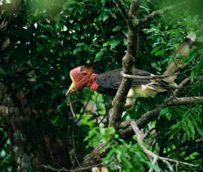 The Survival Of The Helmeted Hornbill Is Threatened By Demand For Its Bill